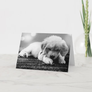 Cartão em Branco do Cachorrinho Preto e Branco