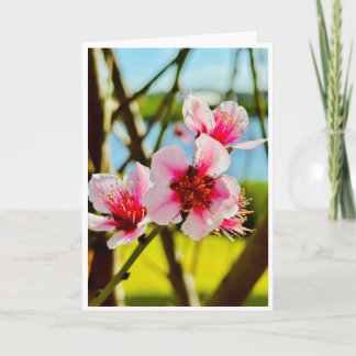 Cartão em Branco Flores de Primavera