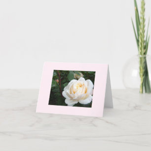cartão em branco Pearl Rose