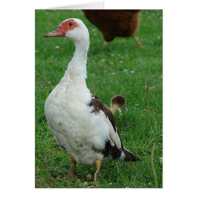 Cartão Em Ocasiões de Pato de Pesquisa (Frente)