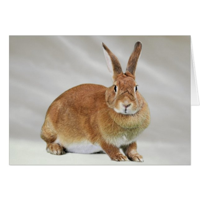 Cartão Ember (Frente Horizontal)