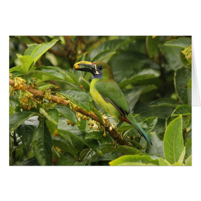 Cartão Emerald Toucanet (Frente Horizontal)