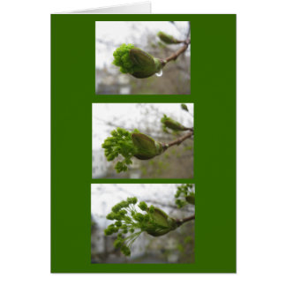 Cartão Emergência de primavera