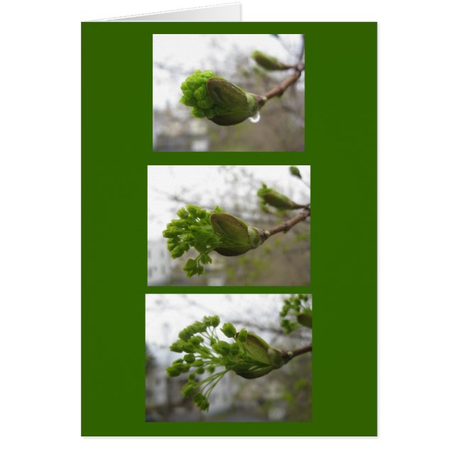 Cartão Emergência de primavera (Frente)