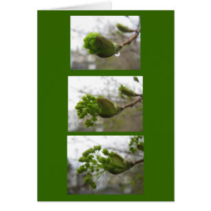 Cartão Emergência do primavera