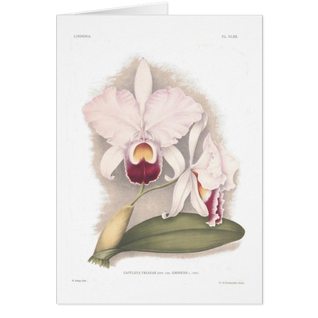 Cartão Eminens do var dos trianae de Cattleya (Frente)