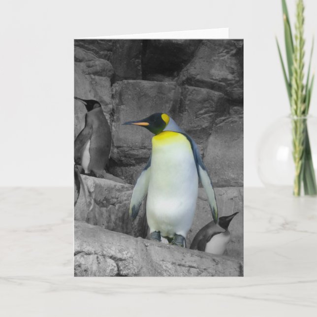 Cartão Emperor Penguin (Frente)