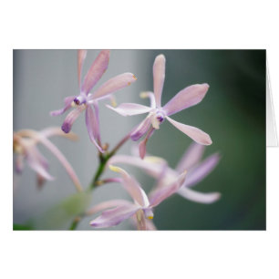 Cartão Encanto 'Pacific azul de Darwinara da orquídea