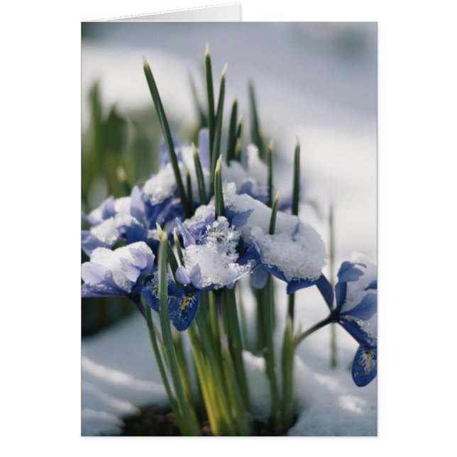 Cartão Encerramento da Iris (Frente)