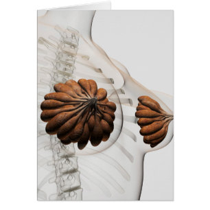 Cartão Encerramento Das Glândulas Mamárias Femininas