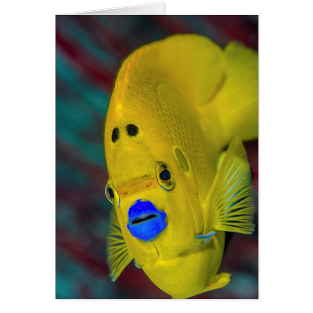 Cartão Encerramento de Angelfish (Frente)