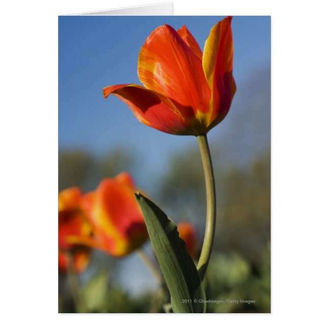 Cartão Encerramento de flores tulipas (Frente)