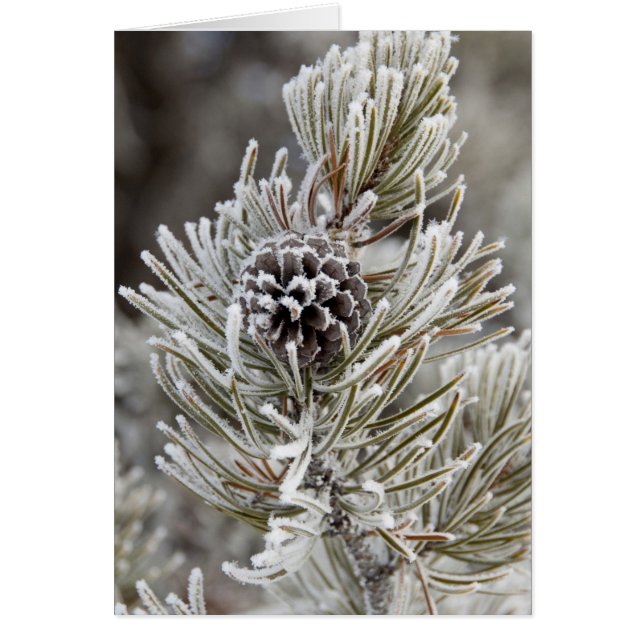 Cartão Encerramento de pínus congelados, Yellowstone (Frente)