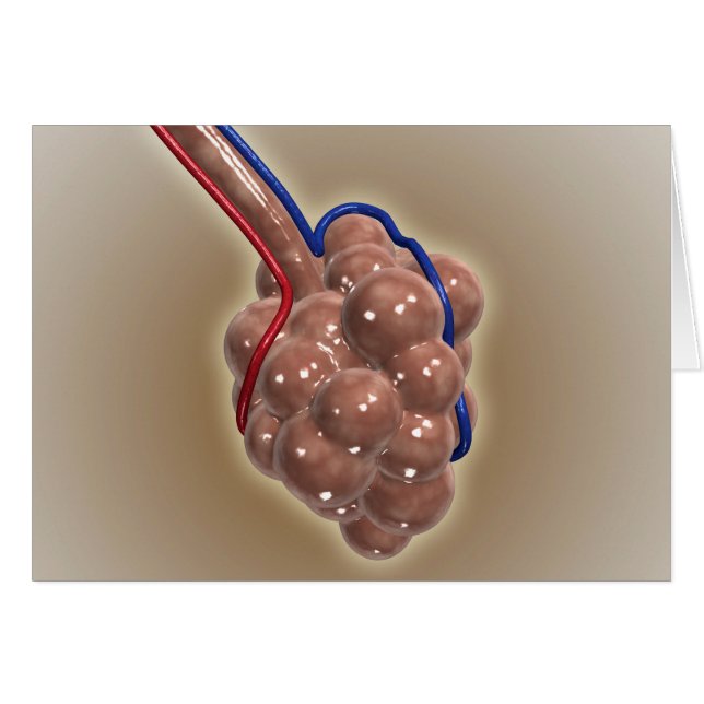 Cartão Encerramento Do Alveolus (Frente Horizontal)