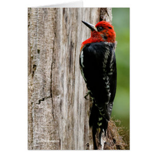 Cartão Encontrando um Sapsucker Vermelho