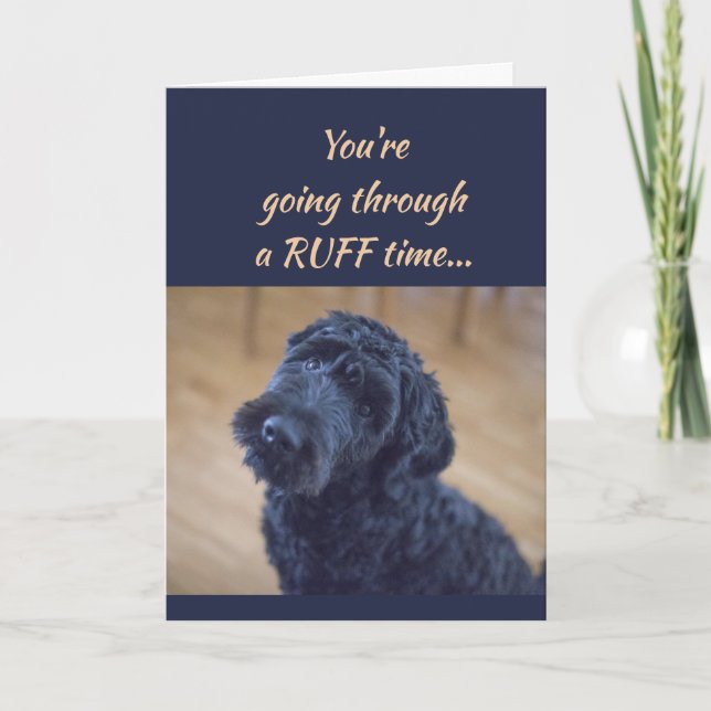 Cartão Encouragement/ Get Well Cute Black Curly Dog Pet (Frente)