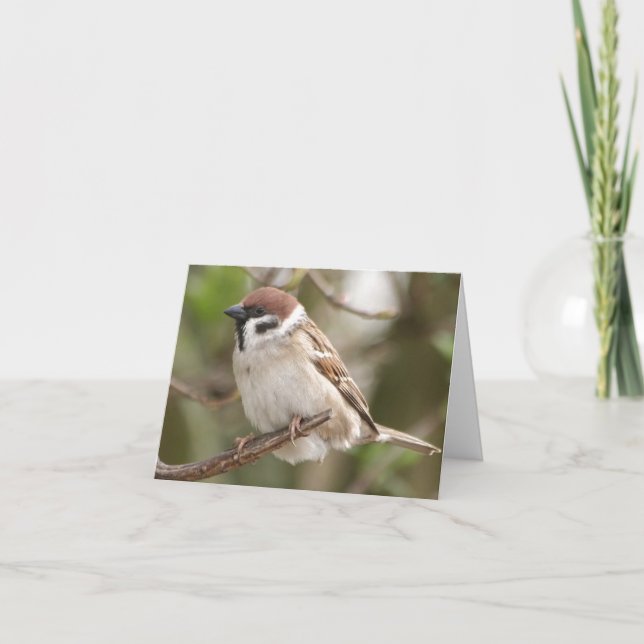 Cartão Encouragement/sparrow (Frente)