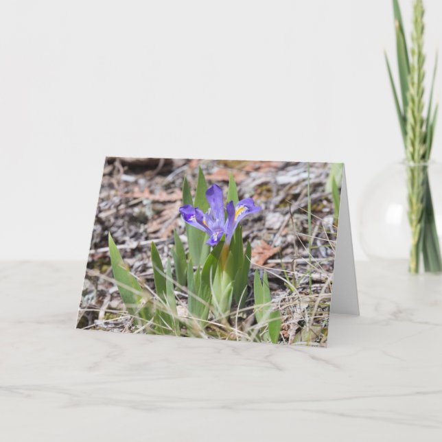 Cartão Endangered Dwarf Lake Iris Notecard (Frente)