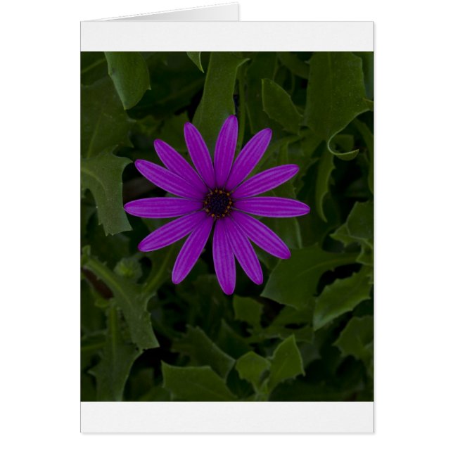 Cartão Energia Roxa (Frente)