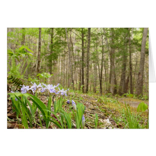 Cartão Enfumaçado Mountain Trail em Primavera (Frente Horizontal)