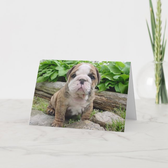 Cartão English Bulldog Puppy Greeting Card (Frente)