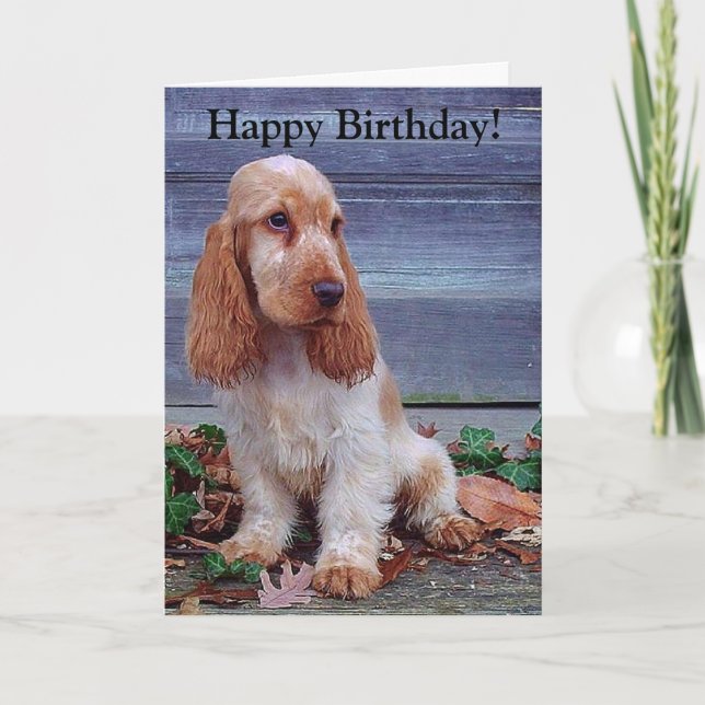 Cartão English Cocker Spaniels Birthday Card (Frente)