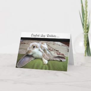 Cartão English Lop Greeting Card