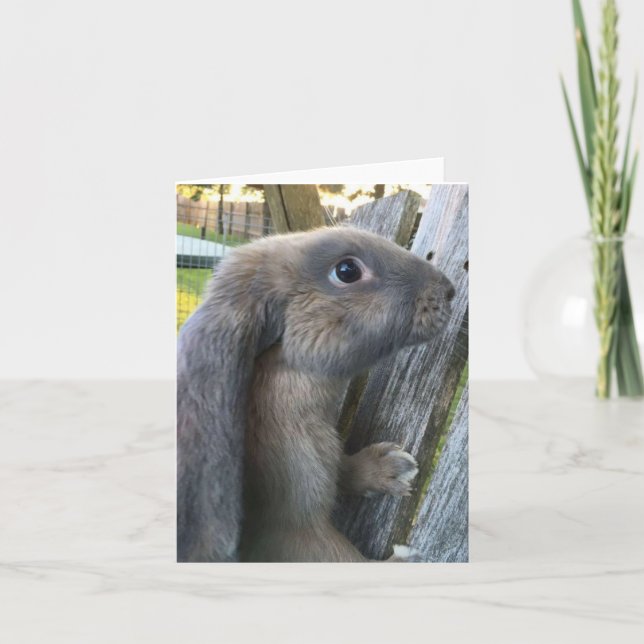 Cartão English Lop Rabbit Note Card (Frente)