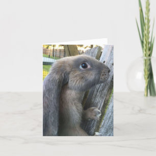 Cartão English Lop Rabbit Note Card