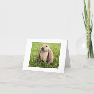 Cartão English Lop Rabbit Note Cards