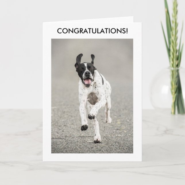 Cartão English Pointer Congratulations Card (Frente)