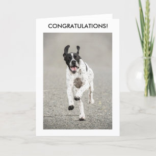 Cartão English Pointer Congratulations Card