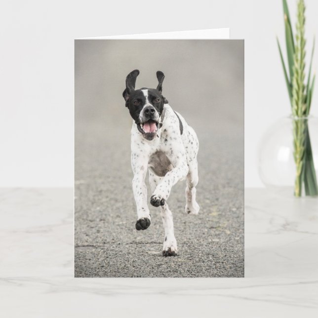 Cartão English Pointer Greeting Card (Frente)