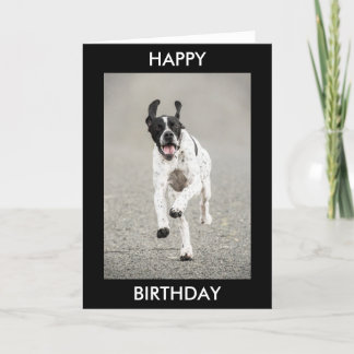 Cartão English Pointer Happy Birthday Card