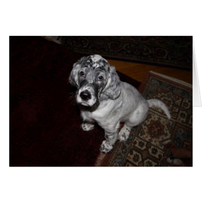 Cartão English Setter Puppy (Frente horizontal)