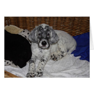 Cartão English Setter Puppy