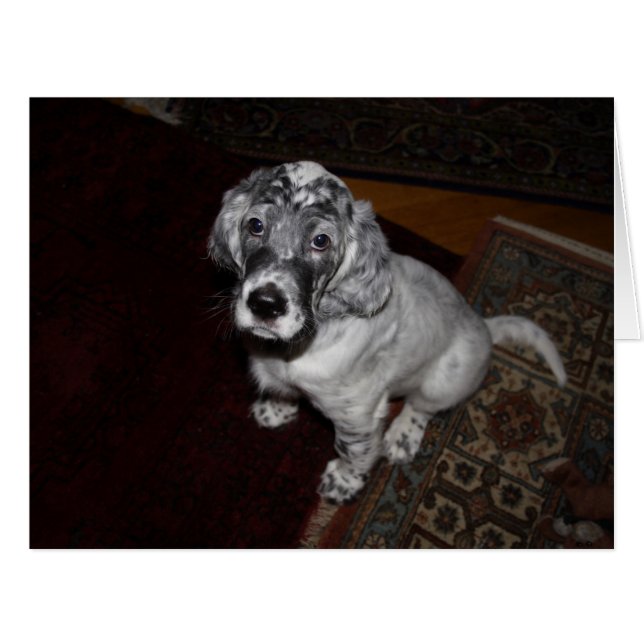Cartão English Setter Puppy (Frente horizontal)