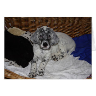 Cartão English Setter Puppy
