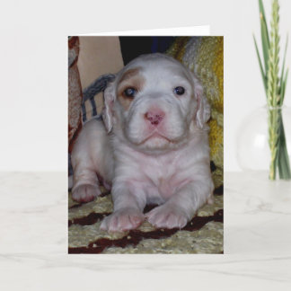 Cartão English Setter Puppy