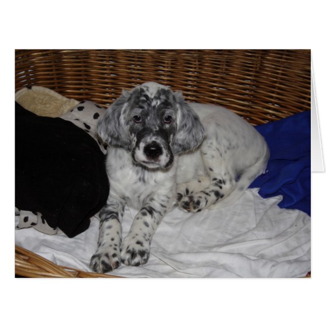 Cartão English Setter Puppy (Frente horizontal)