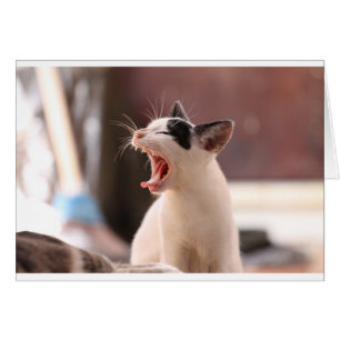 Cartão Engraçado Cat Yawning