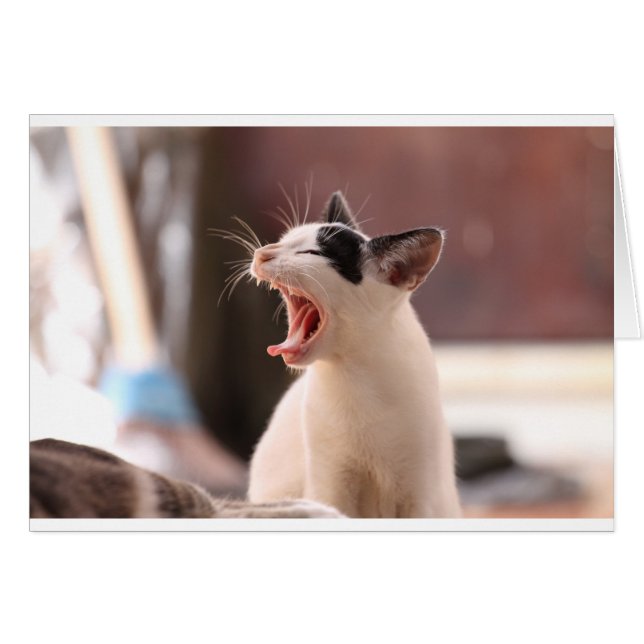 Cartão Engraçado Cat Yawning (Frente Horizontal)