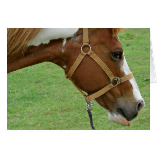 Cartão Engraçado Cavalo Flashy (Frente Horizontal)