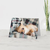 Engraçado Chihuahua Beg Por Vidas Saudações