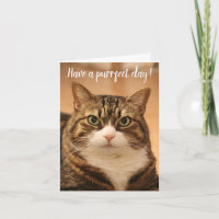 Engraçado Cotação Cat Amantes Foto Personalizada A