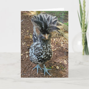 Cartão Engraçado Humor de Galinha, Pintinho Favorito Pol