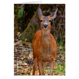 Cartão Engraçado jovem Blacktail Deer sorri para o fotógr