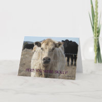 Engraçado obtenha o poço - vaca branca bonito -