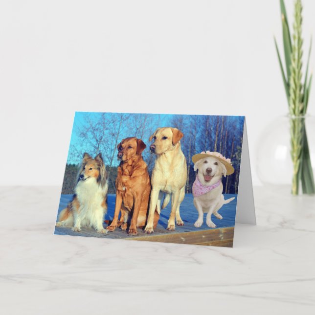 Cartão Engraçado, um bom aniversário de laboratório (Frente)