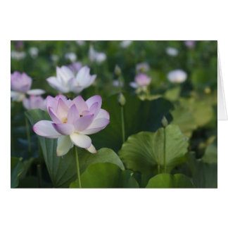 Cartão Entrar para uma aterragem